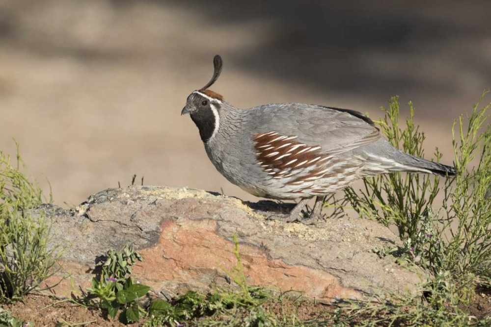 AZ, Amado Male Gambels quail perched on a rock art print by Wendy Kaveney for $57.95 CAD