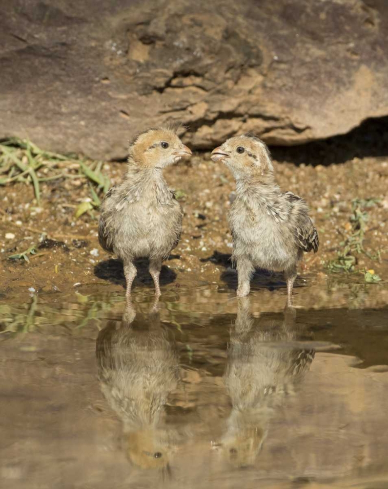 AZ, Amado Two Gambels quail chicks drinking art print by Wendy Kaveney for $57.95 CAD