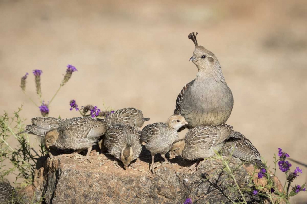 Arizona, Amado Female Gambels quail with chicks art print by Wendy Kaveney for $57.95 CAD