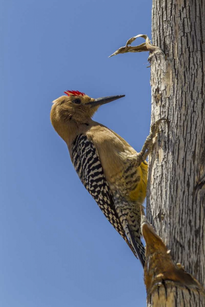 AZ, Sonoran Desert Gila woodpecker on ocotillo art print by Cathy and Gordon Illg for $57.95 CAD