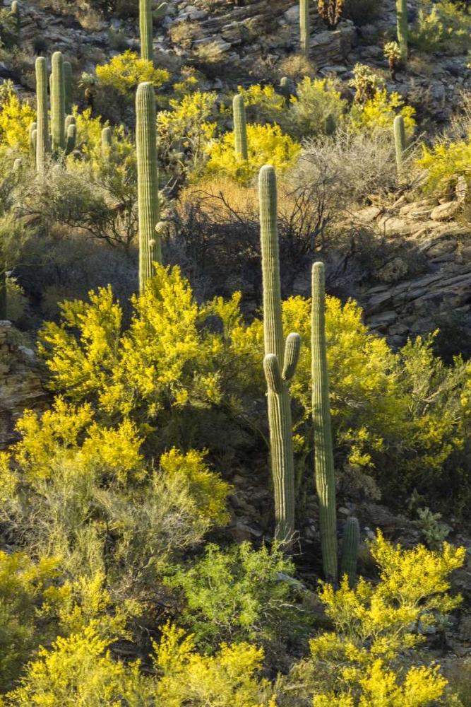 AZ, Coronado NF Saguaro cactus and palo verde art print by Cathy and Gordon Illg for $57.95 CAD