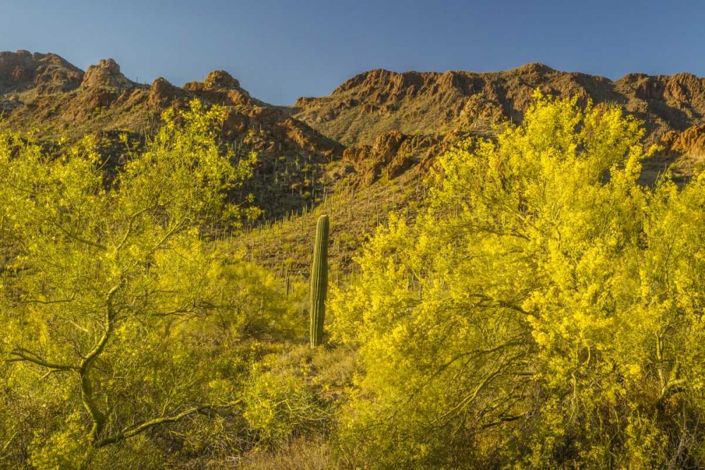 Arizona, Sonoran Desert Saguaro and palo verde art print by Cathy and Gordon Illg for $57.95 CAD