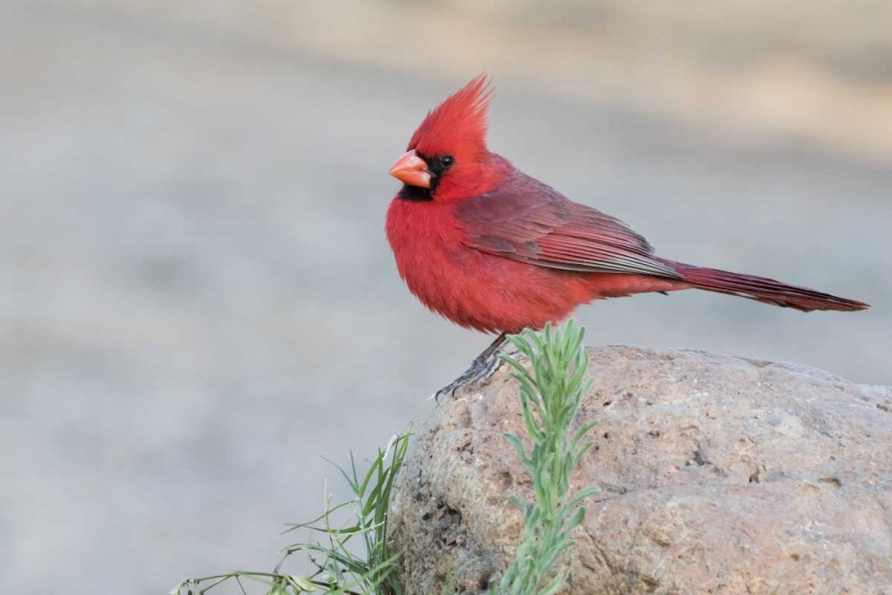 AZ, Amado Male northern cardinal perched on rock art print by Wendy Kaveney for $57.95 CAD