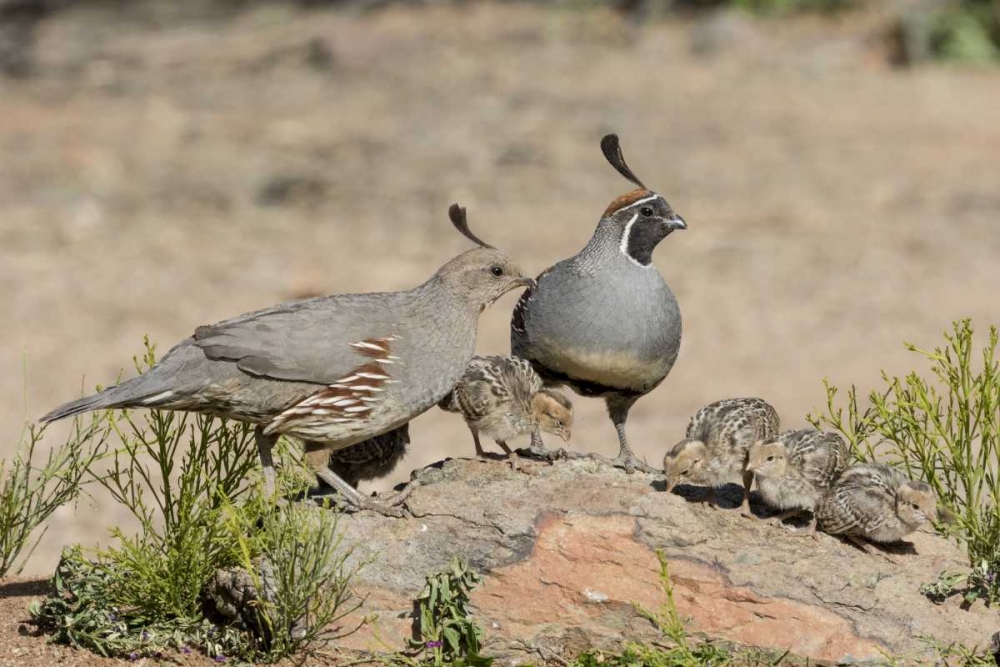 AZ, Amado Gambels quail with chicks art print by Wendy Kaveney for $57.95 CAD