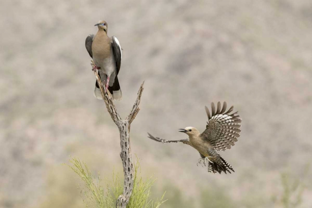 AZ White-winged Dove and gila woodpecker art print by Wendy Kaveney for $57.95 CAD