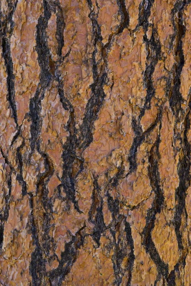 Arizona, Grand Canyon NP Ponderosa pine bark art print by Gilles Delisle for $57.95 CAD