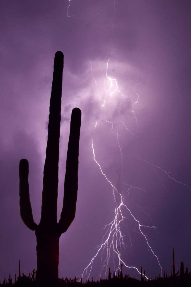Arizona Saguaro cactus and lightning art print by Jim Zuckerman for $57.95 CAD