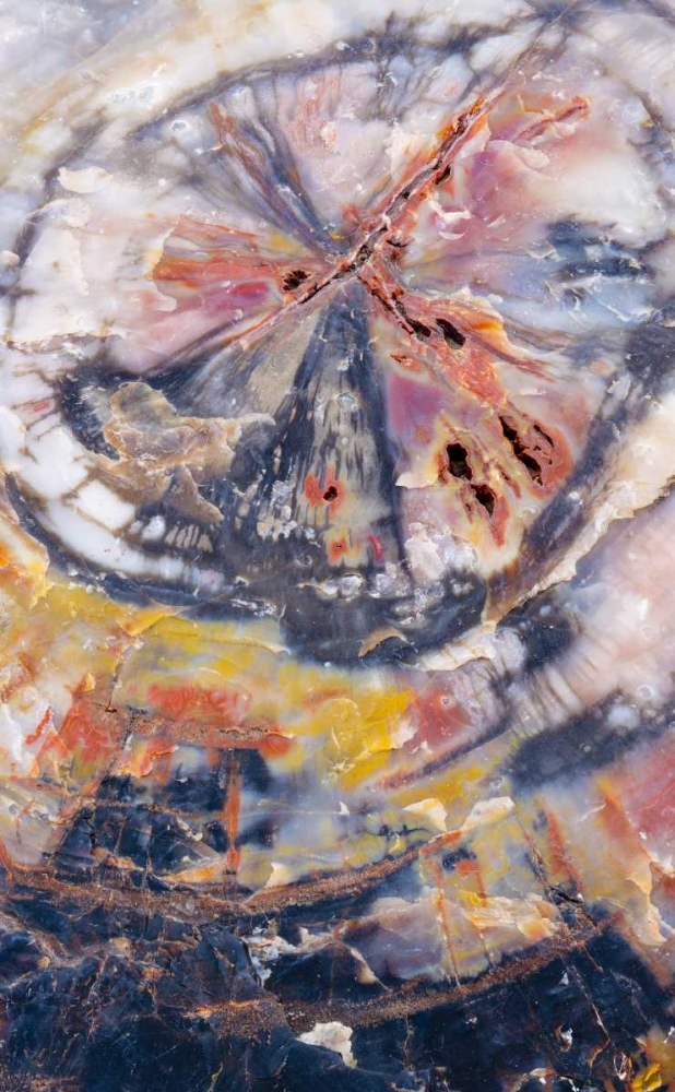 Arizona, Petrified Forest Petrified wood detail art print by Gilles Delisle for $57.95 CAD