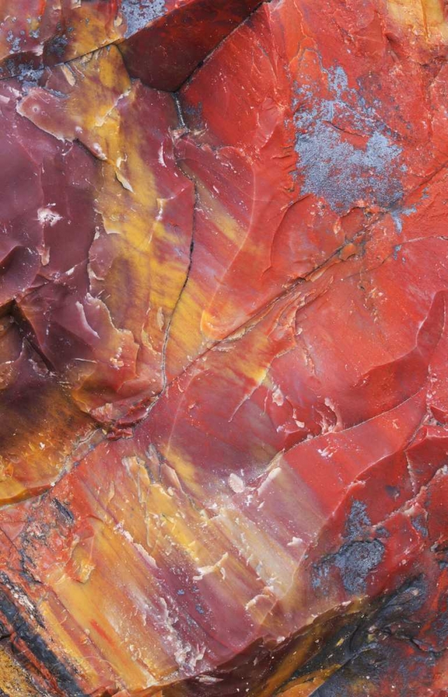 Arizona, Petrified Forest Petrified wood detail art print by Gilles Delisle for $57.95 CAD