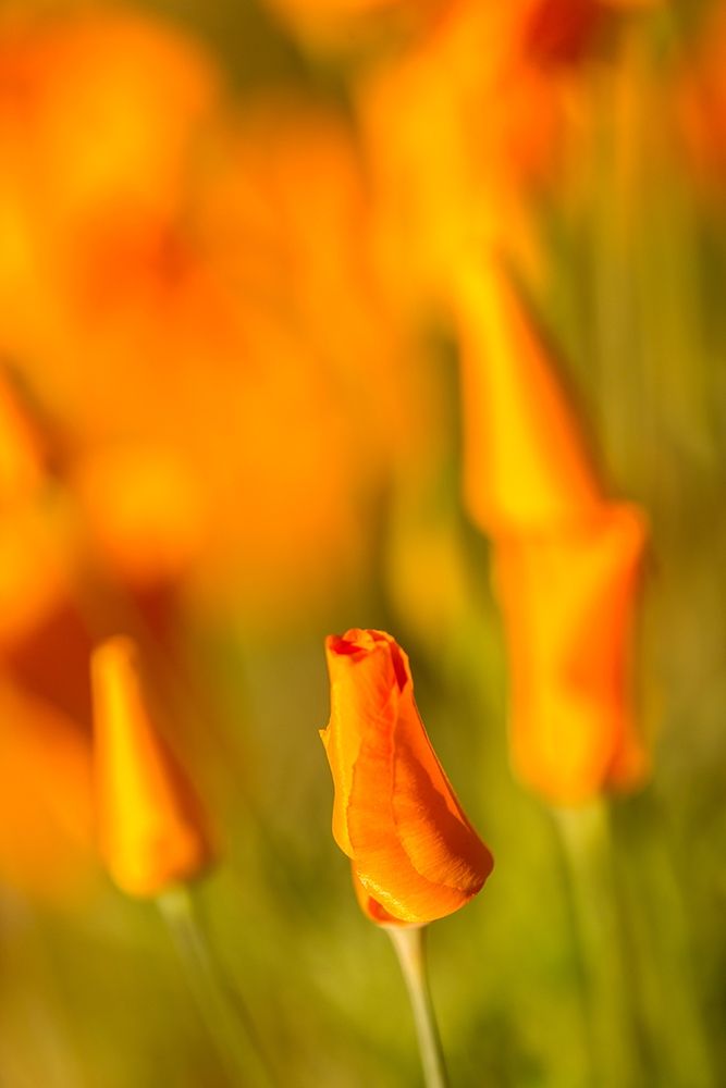 Arizona-Peridot Mesa California poppies in bloom art print by Jaynes Gallery for $57.95 CAD