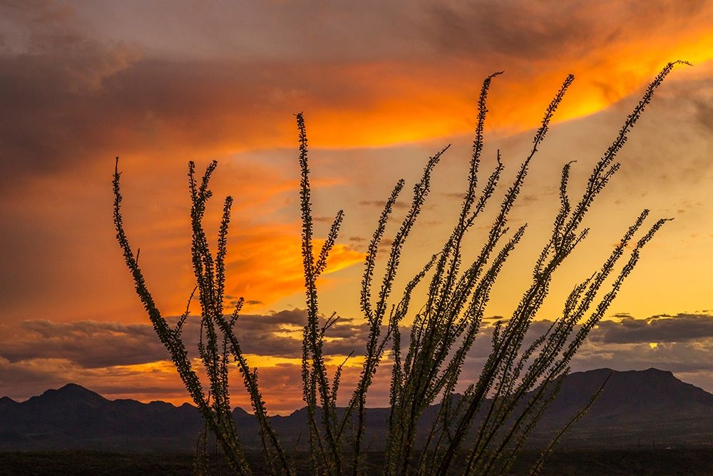 Arizona-Santa Cruz County Santa Rita Mountains and ocotillo cactus at sunset  art print by Jaynes Gallery for $57.95 CAD