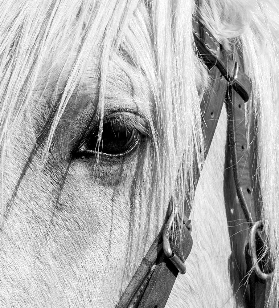 Arizona-Scottsdale BandW close-up of horses eye and bridle  art print by Jaynes Gallery for $57.95 CAD