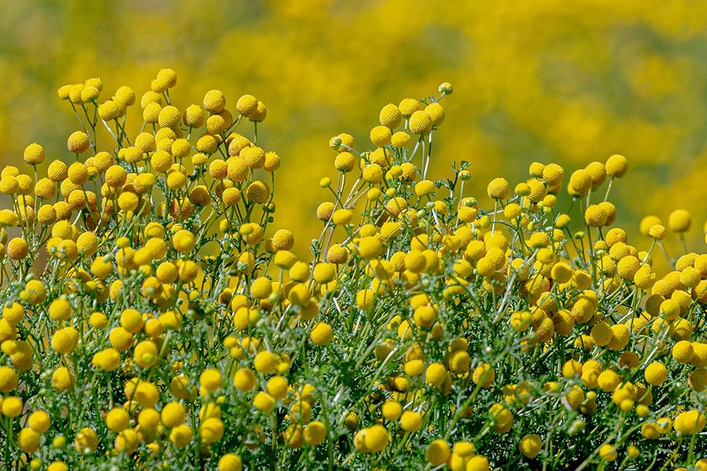 Arizona-Goodyear Wildflowers in Estrella Mountain Regional Park art print by Jaynes Gallery for $57.95 CAD