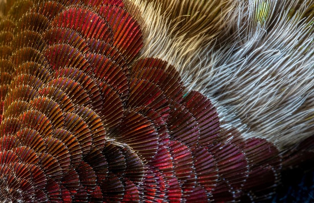 Arizona Close-up of hummingbird feather pattern art print by Jaynes Gallery for $57.95 CAD