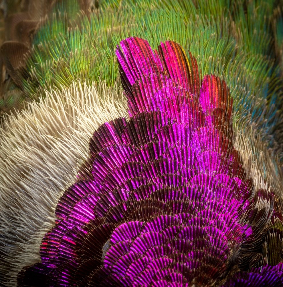 Arizona Close-up of hummingbird feather pattern art print by Jaynes Gallery for $57.95 CAD