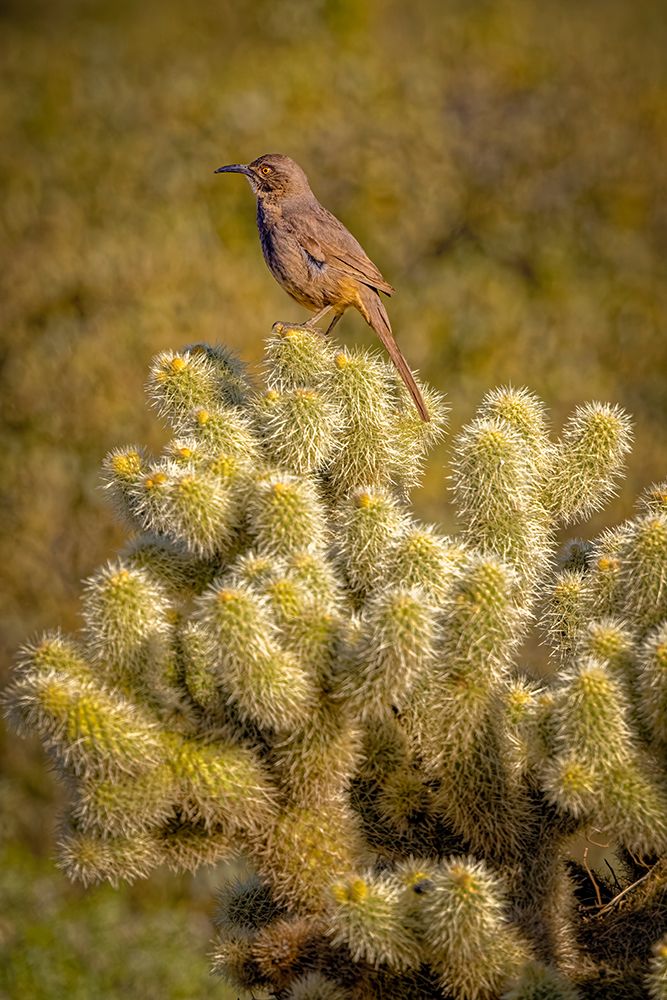 USA-Arizona-McDowell State Park. Curve-billed thrasher atop cactus. art print by Jaynes Gallery for $57.95 CAD