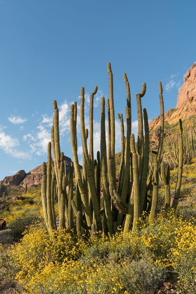 Arizona A landscape of Organ pipe cactus and blooming Brittlebush in Organ Pipe National Monument art print by Brenda Tharp for $57.95 CAD