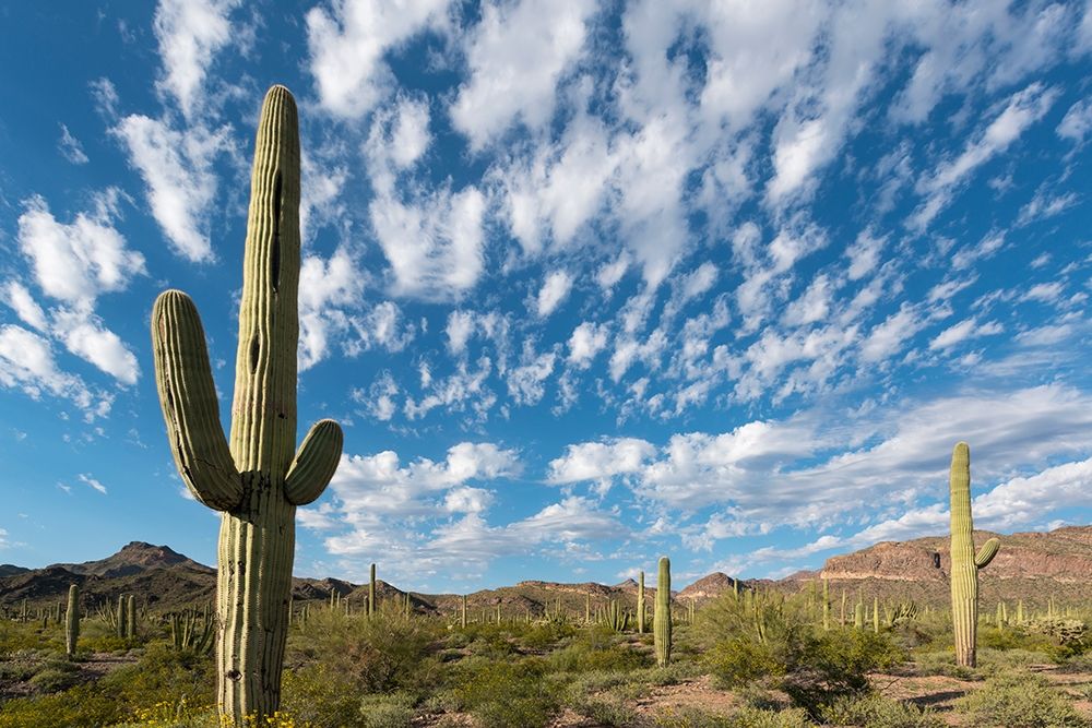 Arizona Clouds spread across a blue sky above saguaro cactus in Organ Pipe National Monument art print by Brenda Tharp for $57.95 CAD