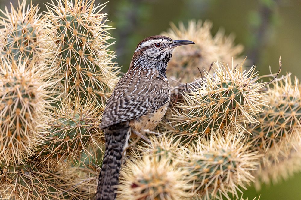 Cactus Wren nest building in teddy bear cholla at the Arizona Sonoran Desert Museum in Tucson-Arizo art print by Chuck Haney for $57.95 CAD
