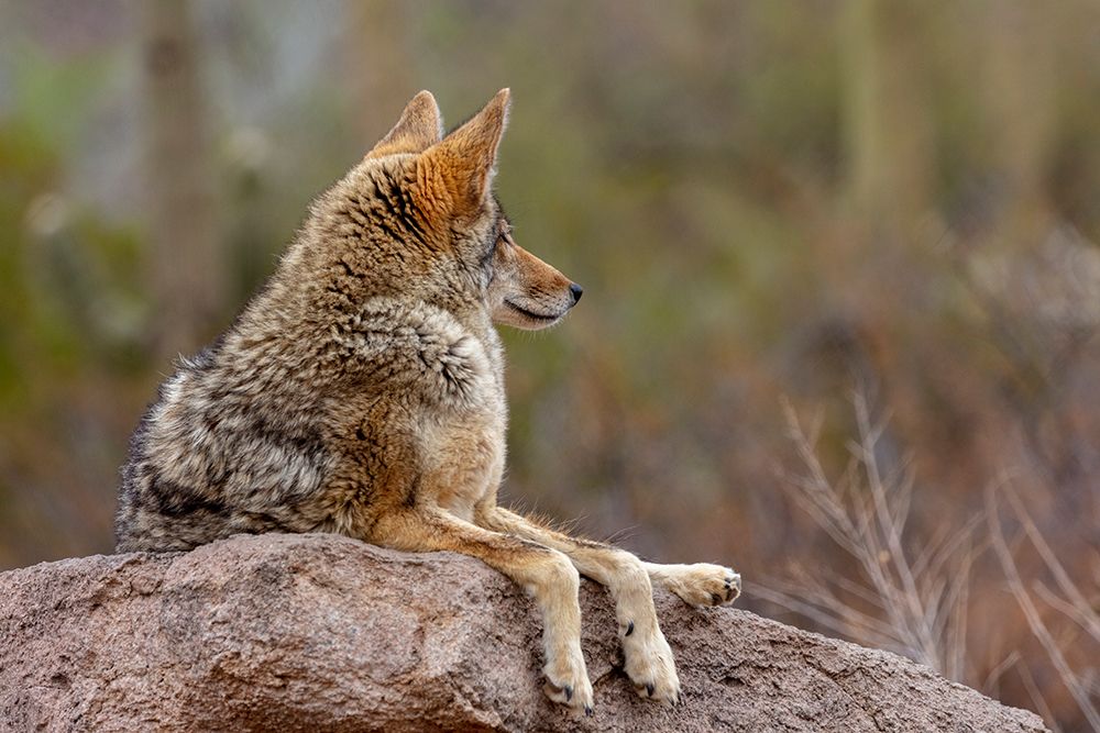 Coyote at the Arizona Sonoran Desert Museum in Tucson-Arizona-USA art print by Chuck Haney for $57.95 CAD
