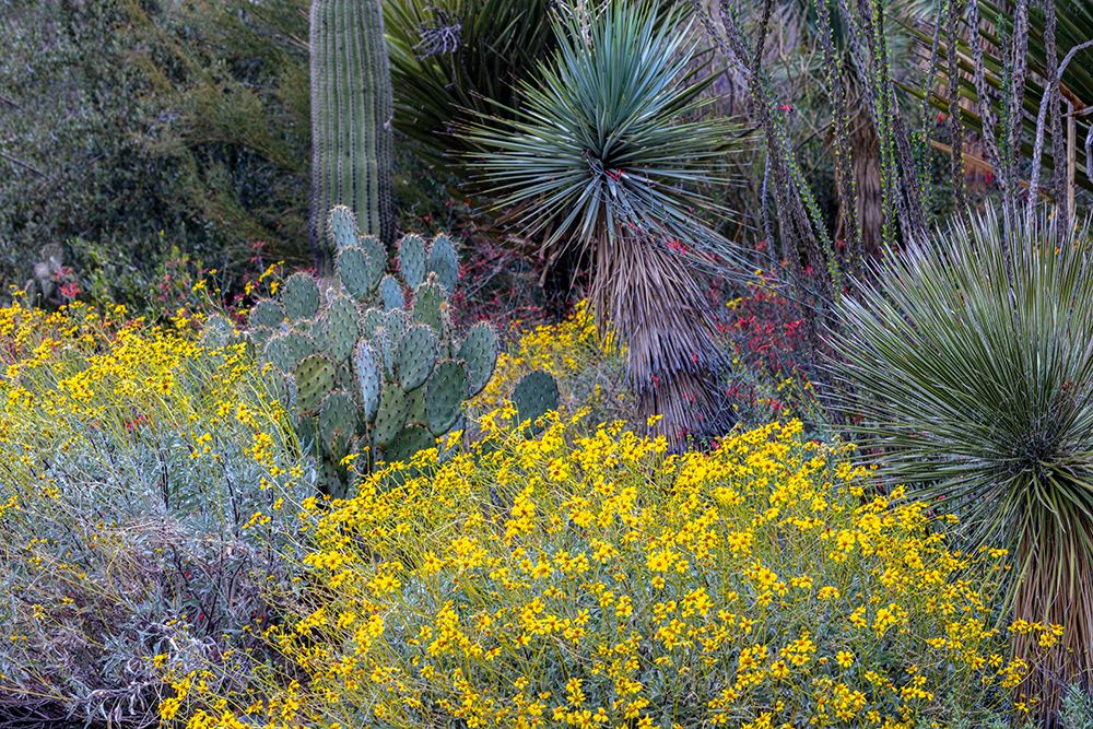 Spring floral desert gardens at the Arizona Sonoran Desert Museum in Tucson-Arizona-USA art print by Chuck Haney for $57.95 CAD