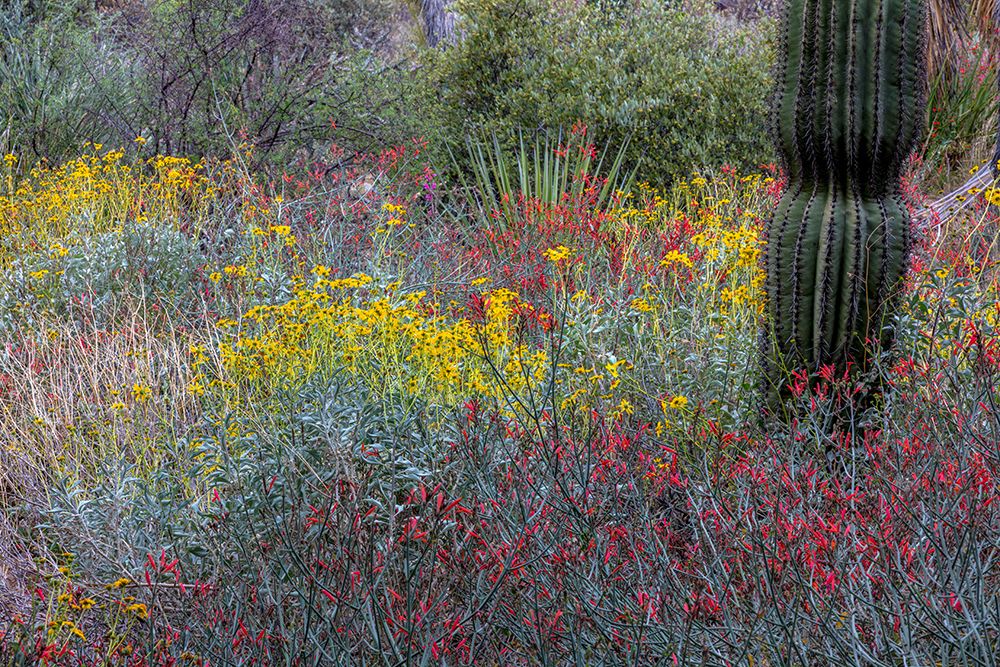 Spring floral desert gardens at the Arizona Sonoran Desert Museum in Tucson-Arizona-USA art print by Chuck Haney for $57.95 CAD