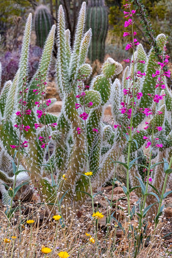 Wooly Jacket Prickly Pear Cactus and Penstemon at the Arizona Sonoran Desert Museum in Tucson-Arizo art print by Chuck Haney for $57.95 CAD