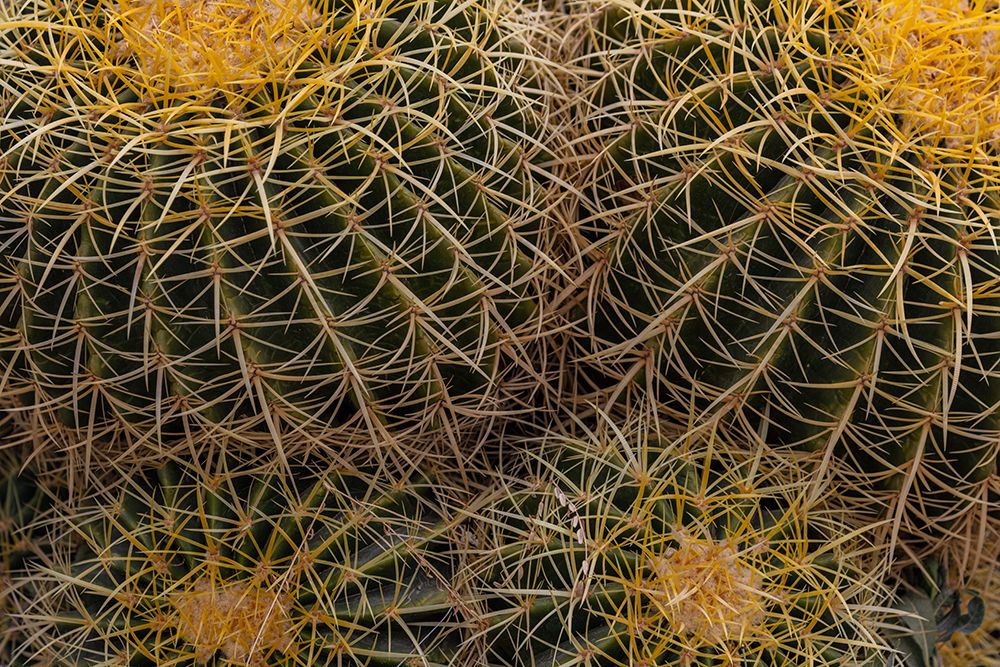 Golden Barrel Cactus at the Arizona Sonoran Desert Museum in Tucson-Arizona-USA art print by Chuck Haney for $57.95 CAD