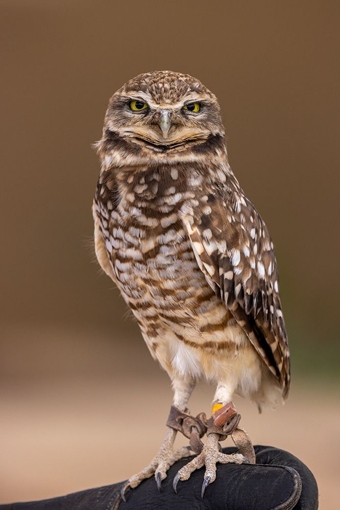 Burrowing Owl at the Arizona Sonoran Desert Museum in Tucson-Arizona-USA art print by Chuck Haney for $57.95 CAD