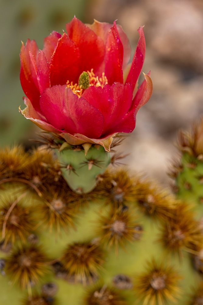Cowboy whiskers prickly pear cactus flowering at the Sonoran Desert Museum in Tucson-Arizona-USA art print by Chuck Haney for $57.95 CAD