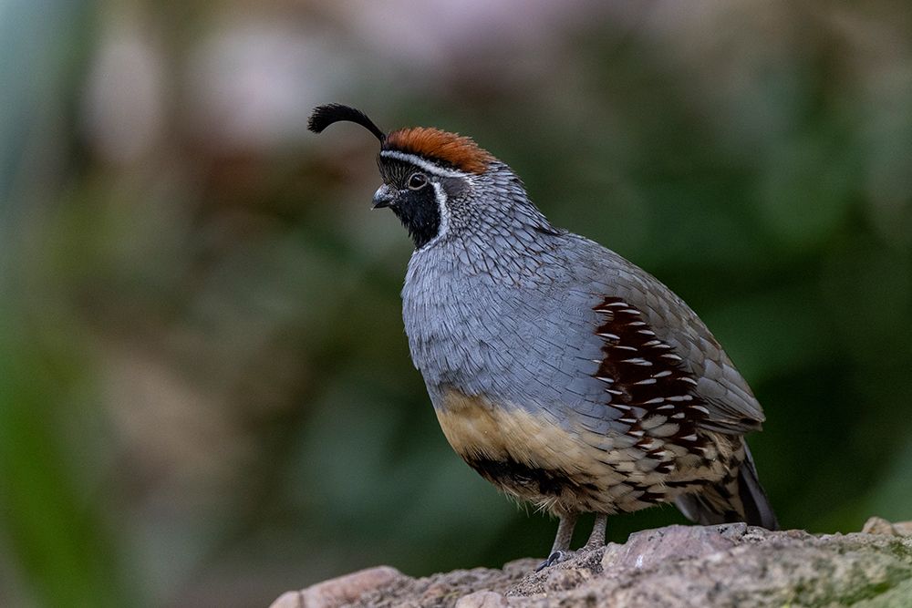 Male Gambels quail at the Arizona Sonoran Desert Museum in Tucson-Arizona-USA art print by Chuck Haney for $57.95 CAD