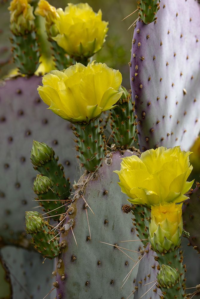 Purple Prickly Pear cactus Flowering at the Arizona Sonoran Desert Museum in Tucson-Arizona-USA art print by Chuck Haney for $57.95 CAD