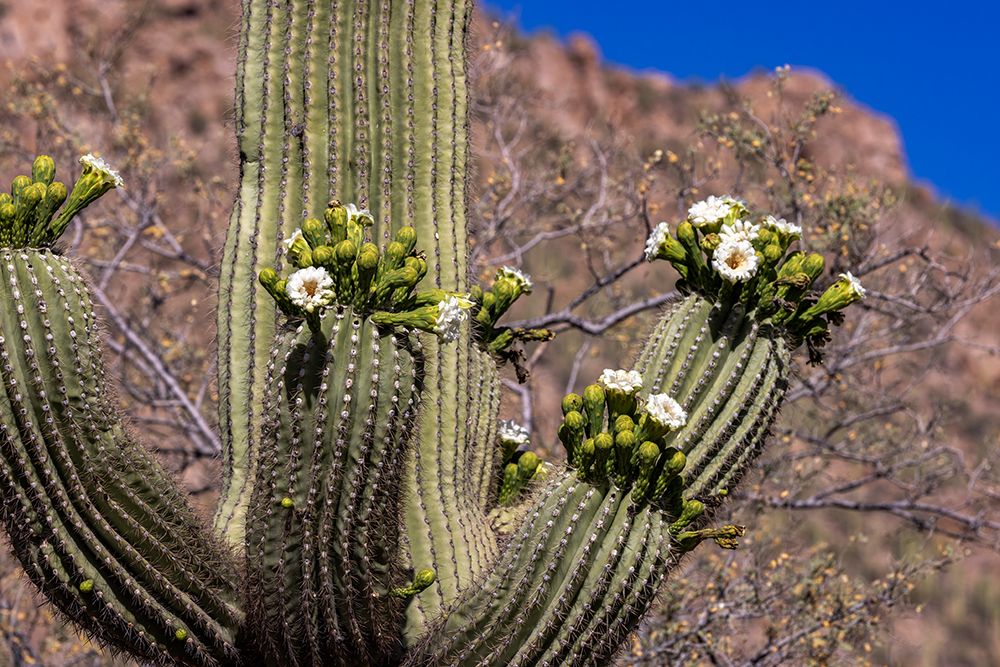Saguaro cactus flowering in Saguaro National Park in Tucson-Arizona-USA art print by Chuck Haney for $57.95 CAD