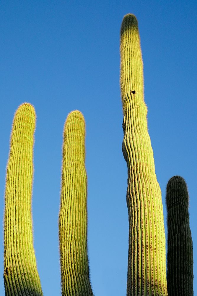 Desert cactus-Carefree-Arizona art print by Julien McRoberts for $57.95 CAD