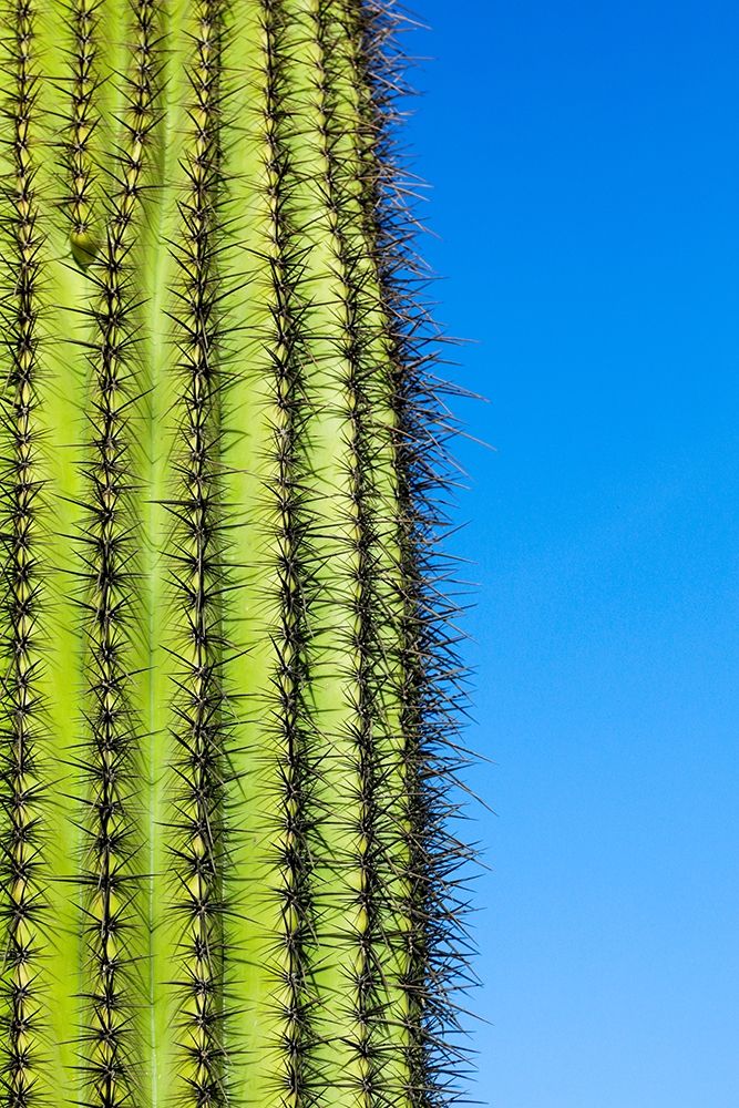 Desert cactus-Carefree-Arizona art print by Julien McRoberts for $57.95 CAD