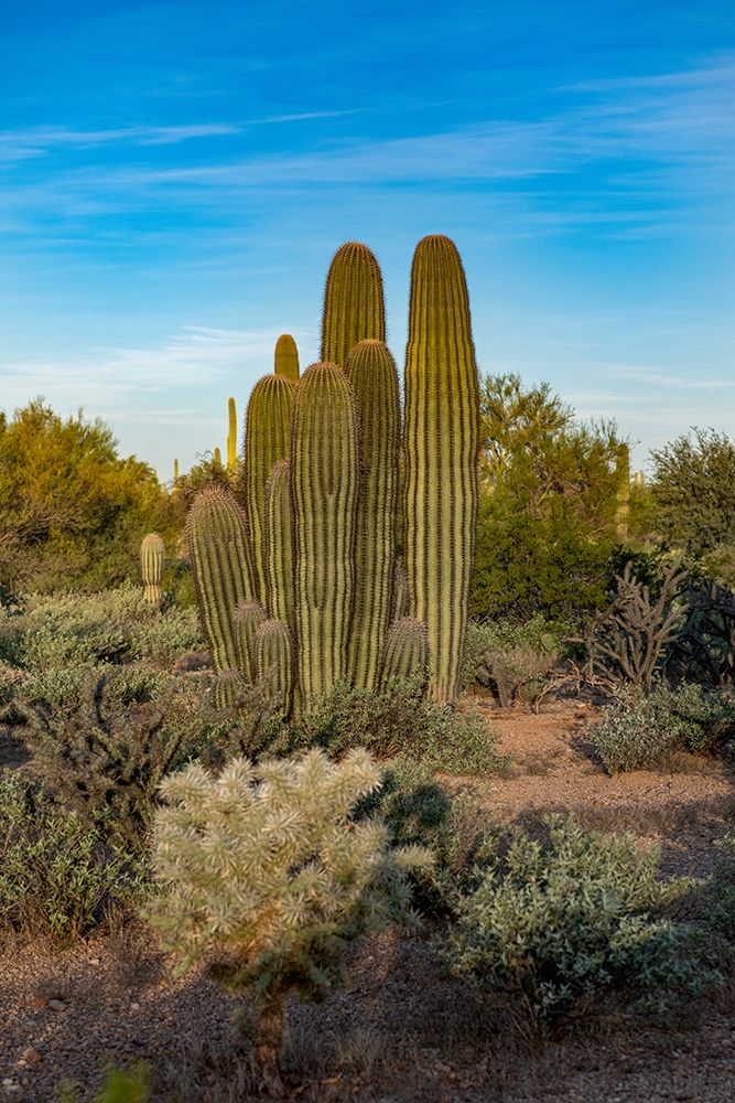 Arizona-Tucson Mountain Park art print by Peter Hawkins for $57.95 CAD