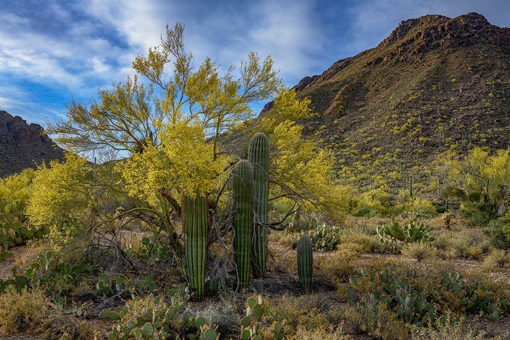 Arizona-Tucson Mountain Park art print by Peter Hawkins for $57.95 CAD