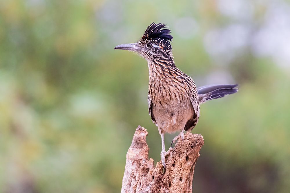 Greater Roadrunner in desert-Pima County-Arizona art print by Richard and Susan Day for $57.95 CAD