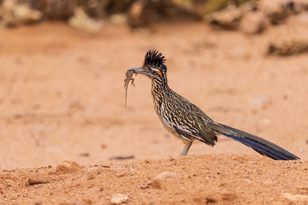 Greater Roadrunner with lizard in desert-Pima County-Arizona art print by Richard and Susan Day for $57.95 CAD