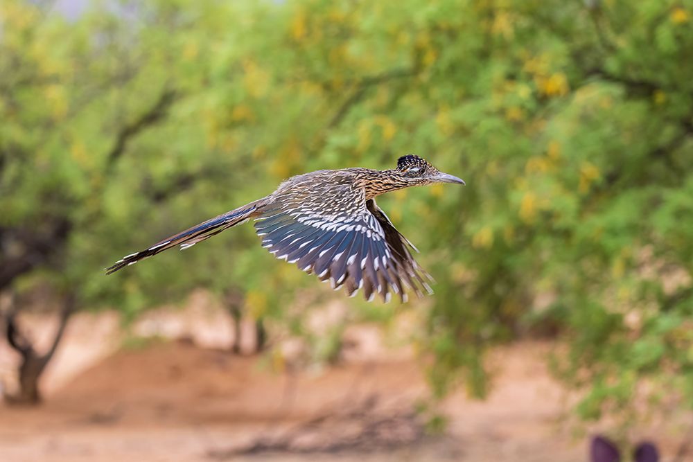 Greater Roadrunner in flight in desert-Pima County-Arizona art print by Richard and Susan Day for $57.95 CAD
