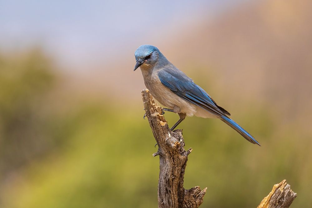 Mexican Jay-Pima County-Arizona art print by Richard and Susan Day for $57.95 CAD