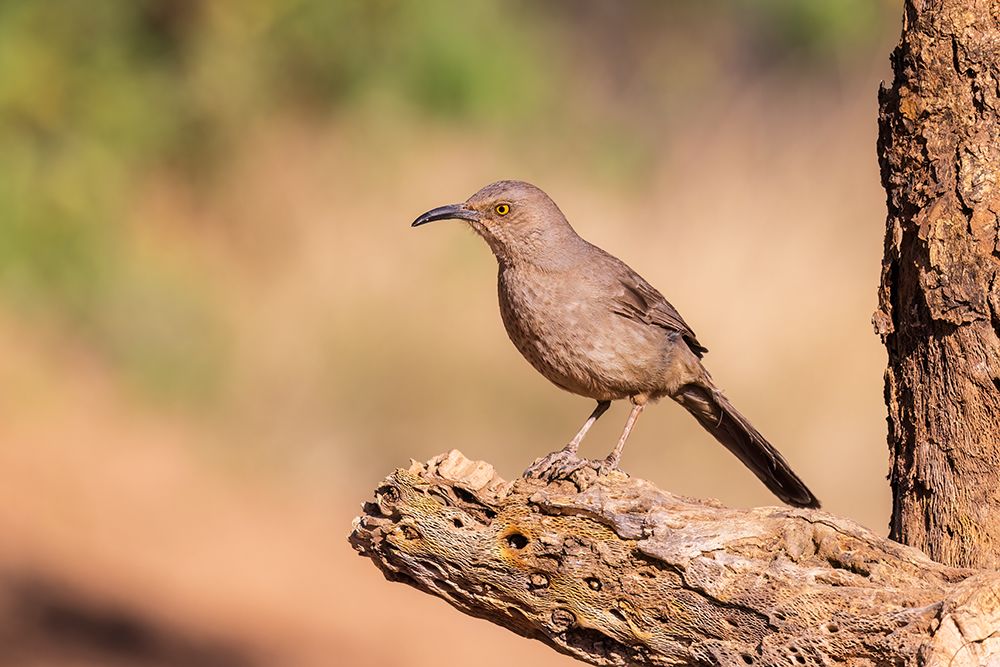Curve-billed Thrasher-Pima County-Arizona art print by Richard and Susan Day for $57.95 CAD