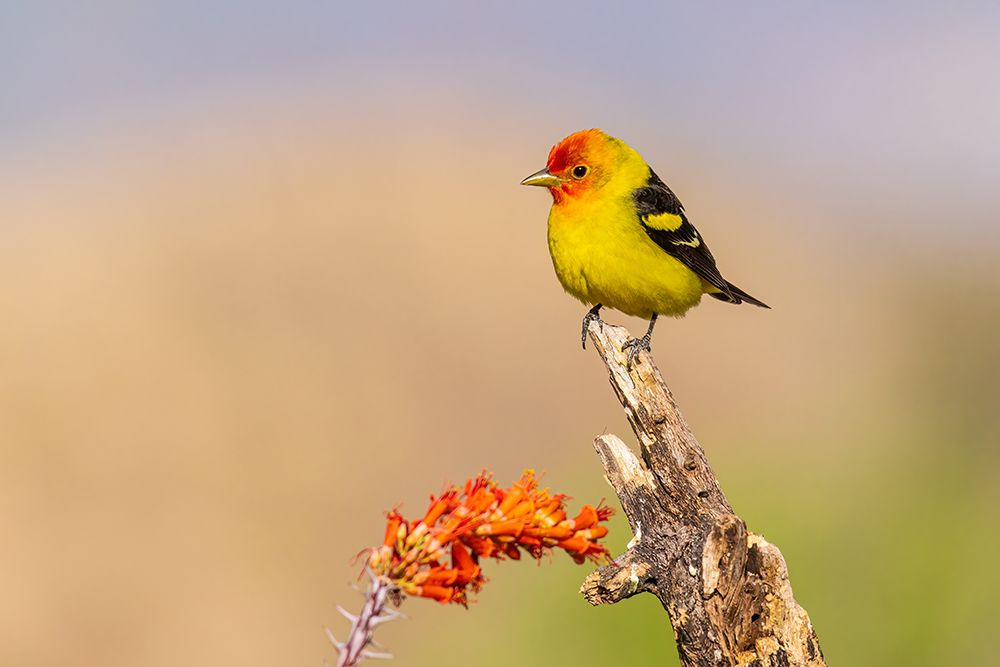 Western Tanager male near Ocotillo cactus-Pima County-Arizona art print by Richard and Susan Day for $57.95 CAD