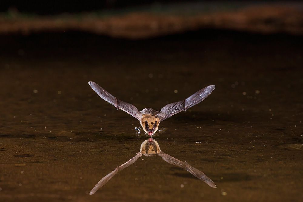 Long-eared Myotis skimming pond for a drink-Pima County-Arizona art print by Richard and Susan Day for $57.95 CAD