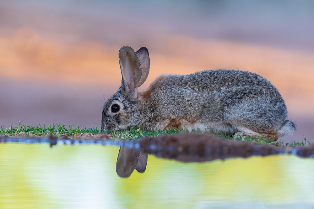 Desert Cottontail at water-Pima County-Arizona art print by Richard and Susan Day for $57.95 CAD