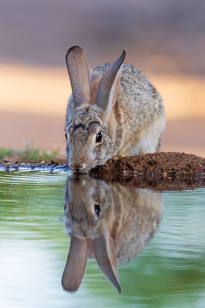 Desert Cottontail at water-Pima County-Arizona art print by Richard and Susan Day for $57.95 CAD