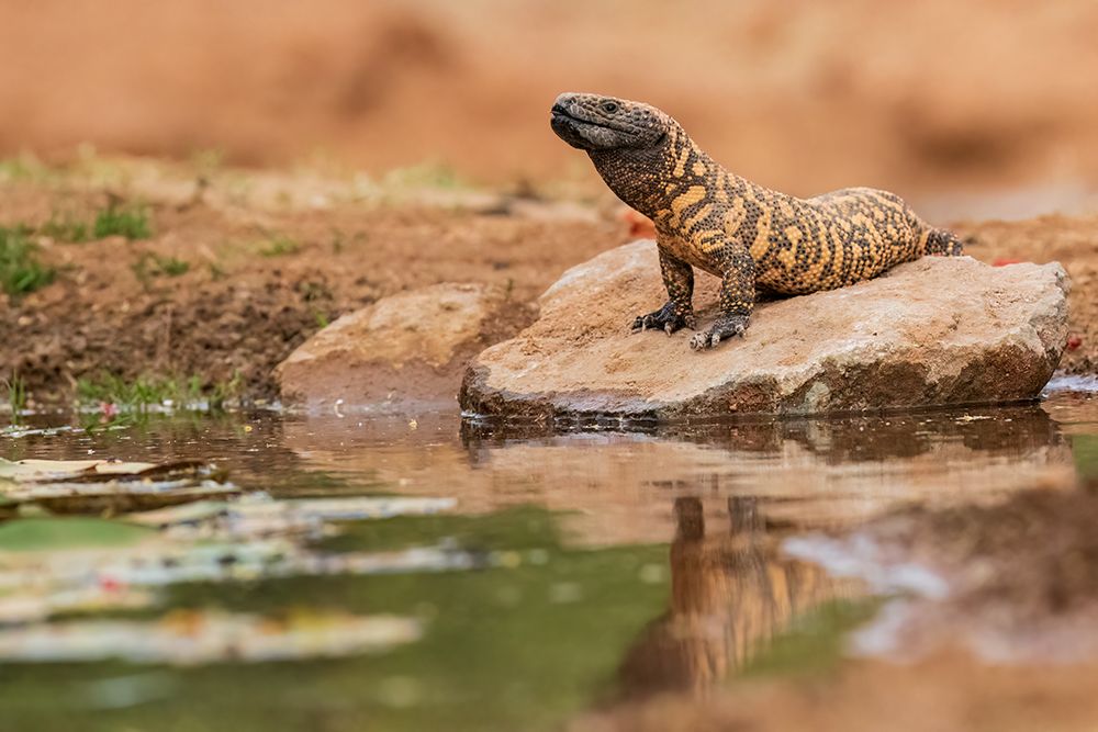 Gila Monster at water-Pima County-Arizona art print by Richard and Susan Day for $57.95 CAD