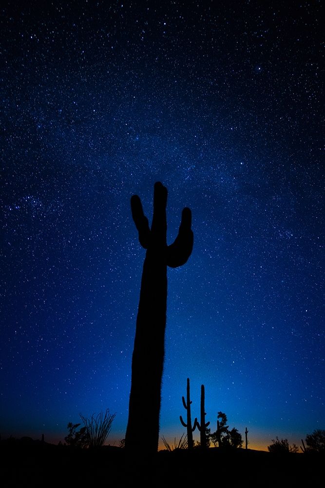 A giant saguaro cactus silhouettes in the clear Arizona evening art print by Steve Mohlenkamp for $57.95 CAD