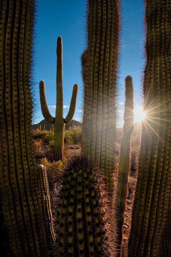 A saguaro cactus creates a window to the desert in Organ Pipe Cactus National Monument art print by Steve Mohlenkamp for $57.95 CAD