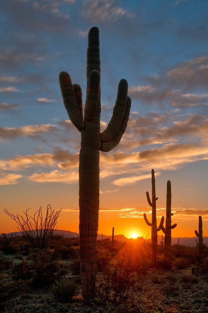 Saguaro cactus in the lower Sonoran desert in southern Arizona art print by Steve Mohlenkamp for $57.95 CAD
